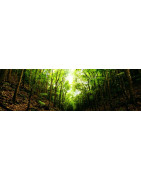 Funeral Arrangements